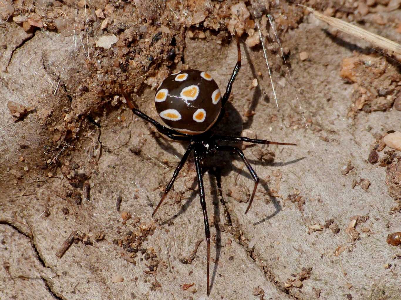 Latrodectus tredecimguttatus di Gallura